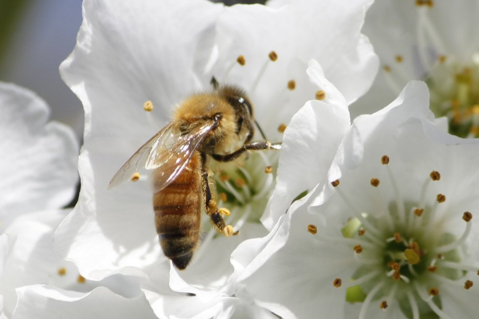 Опыление растений пчелами