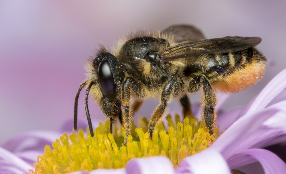 Усики медоносной пчелы