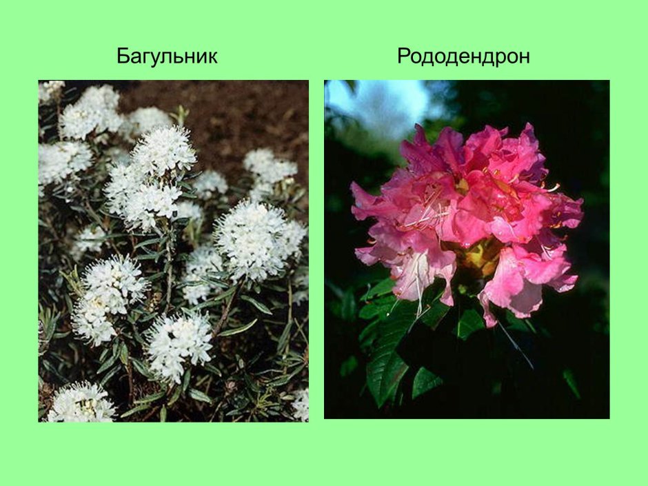 Цветки насекомоопыляемых растений названия