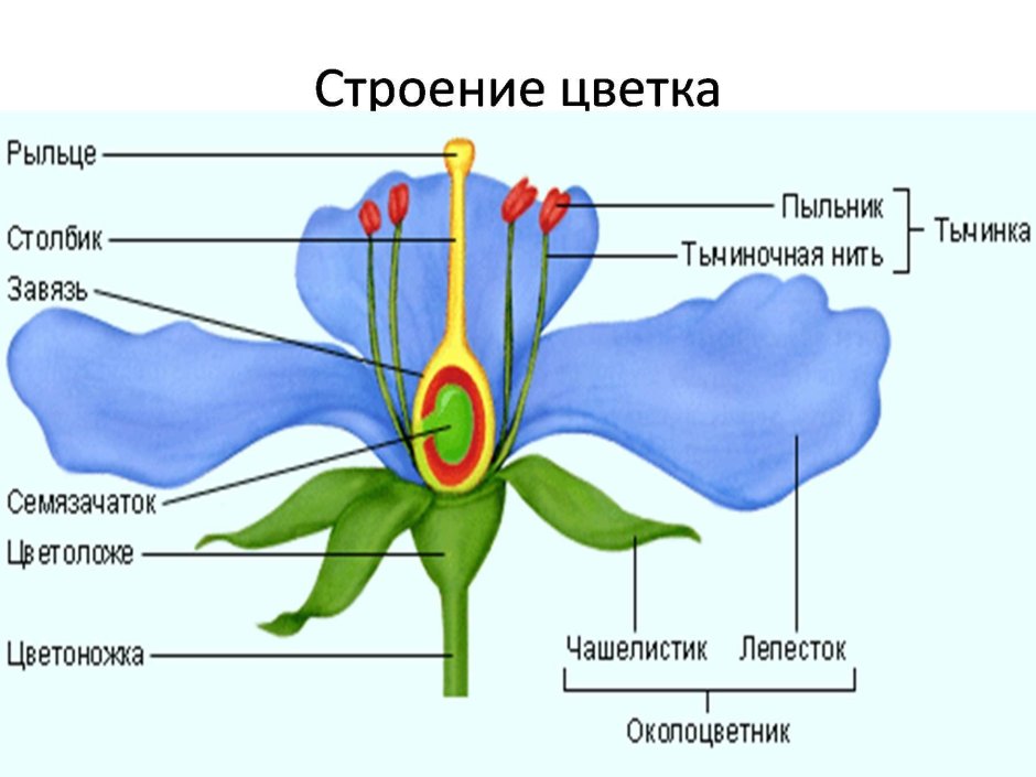 Строение энтомофильного цветка