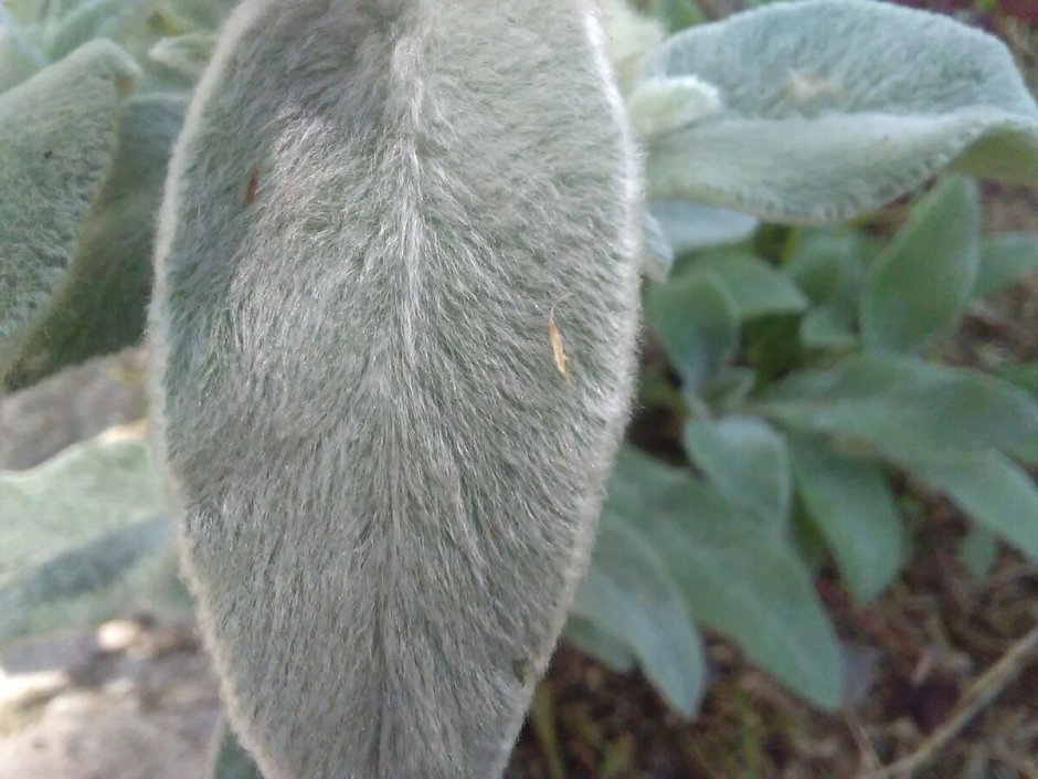 Растение Медвежьи ушки