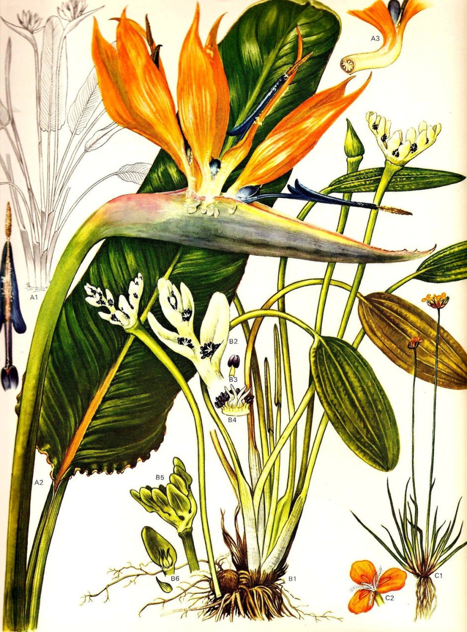 Ботаническое искусство (Botanical Art)