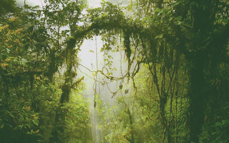 Муссонные тропические леса
