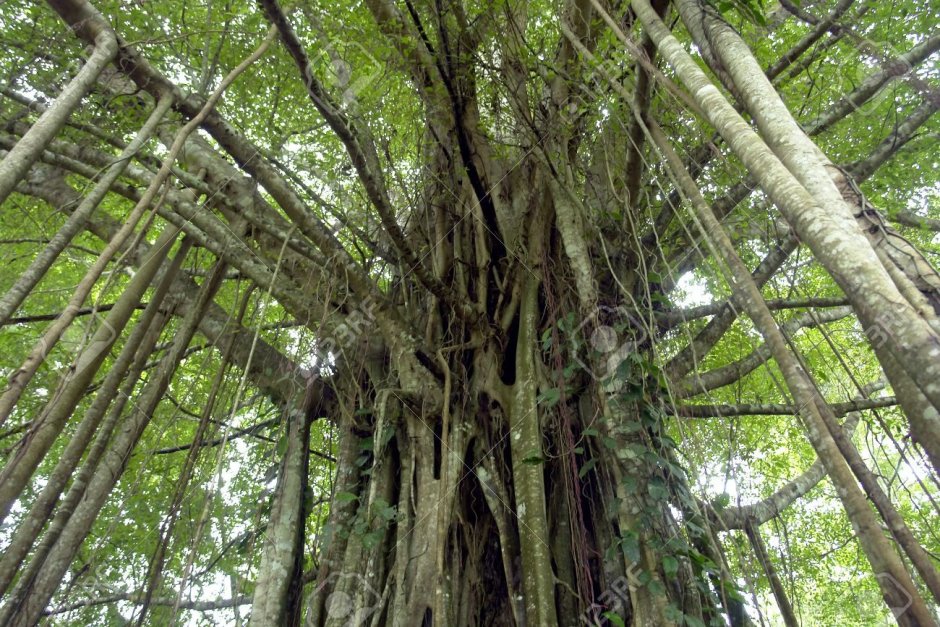 Уровни деревьев джунглей амазонки