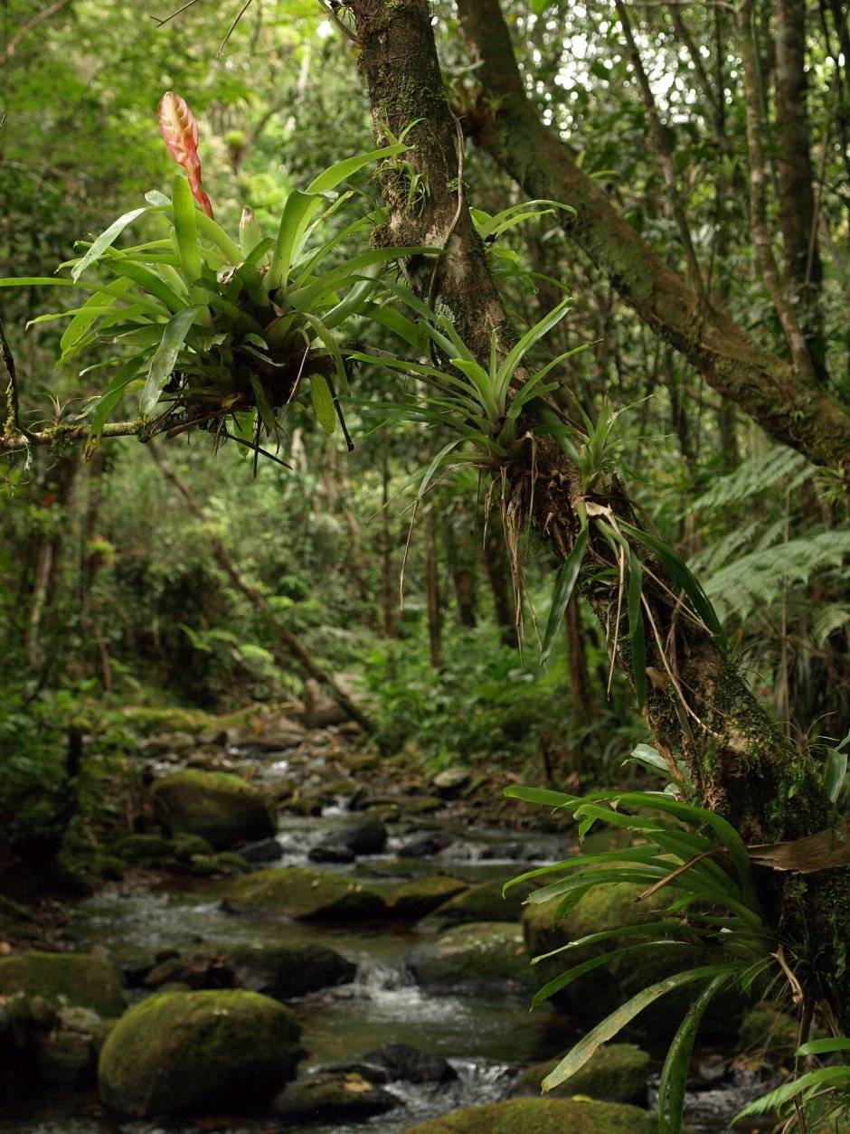 Тропические леса амазонки в Бразилии