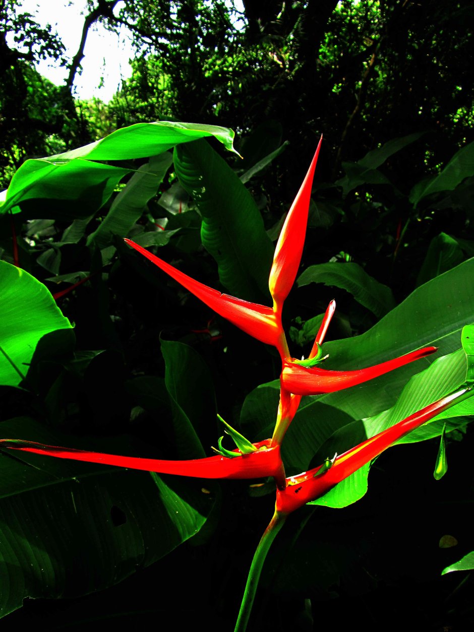 Чили Сельва тропические цветы
