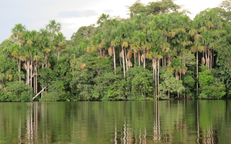 Амазонские джунгли Перу