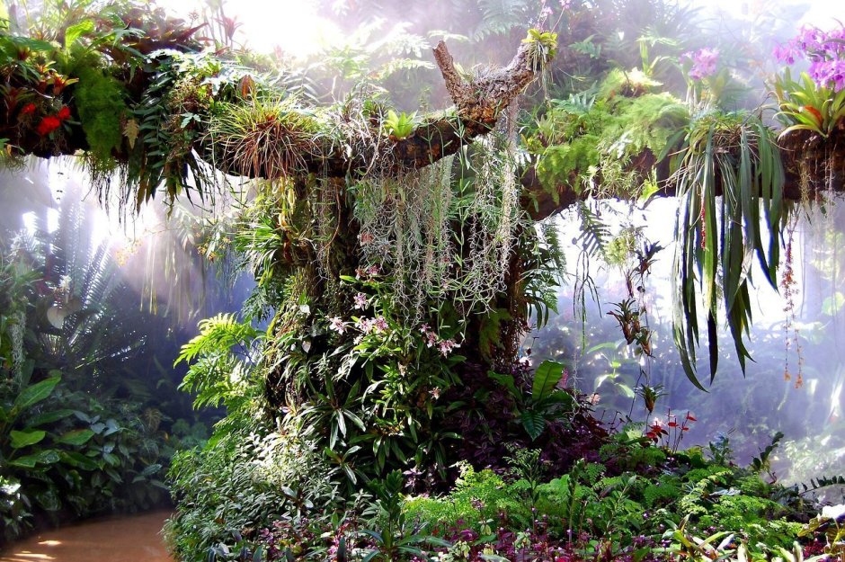 Палюдариум тропические джунгли