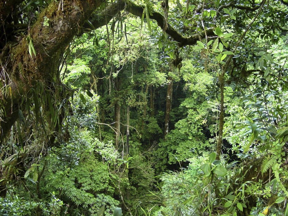 Листопадные тропические леса