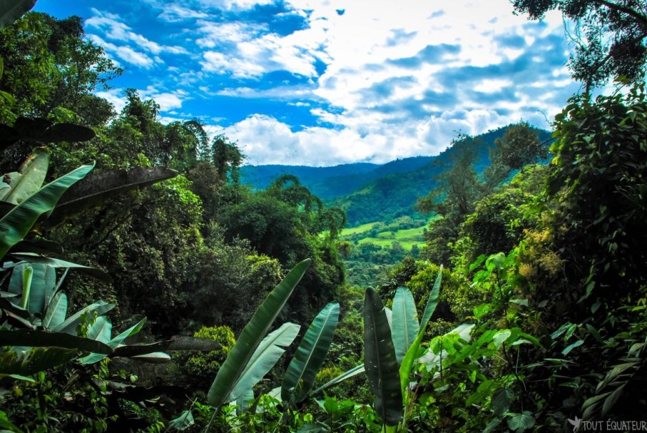 Колумбия тропический лес