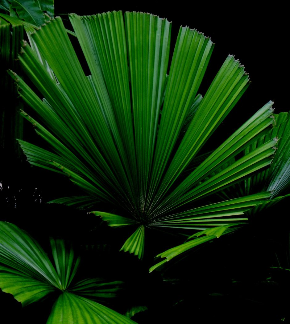 Фон экрана Пальма листья