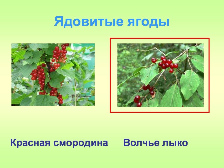 Лесные ягоды несъедобные ядовитые