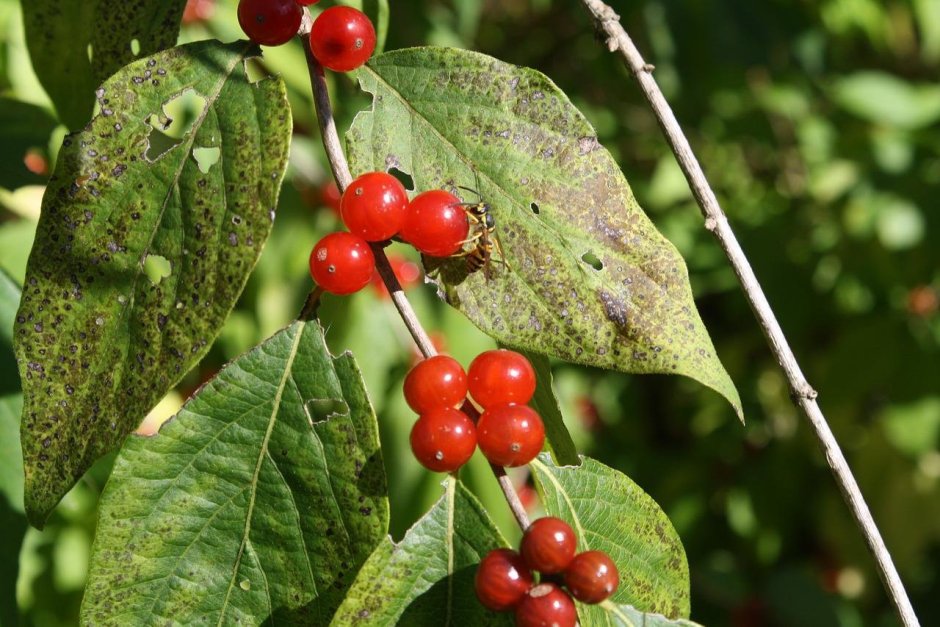 Растение с красными ягодами на листьях
