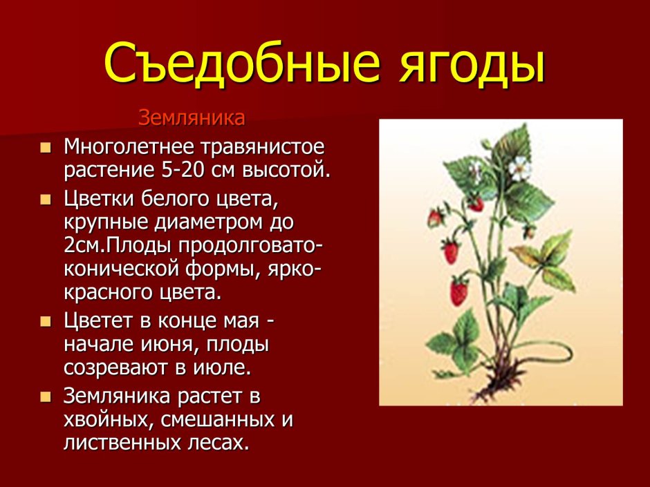 Съедобные растения презентация