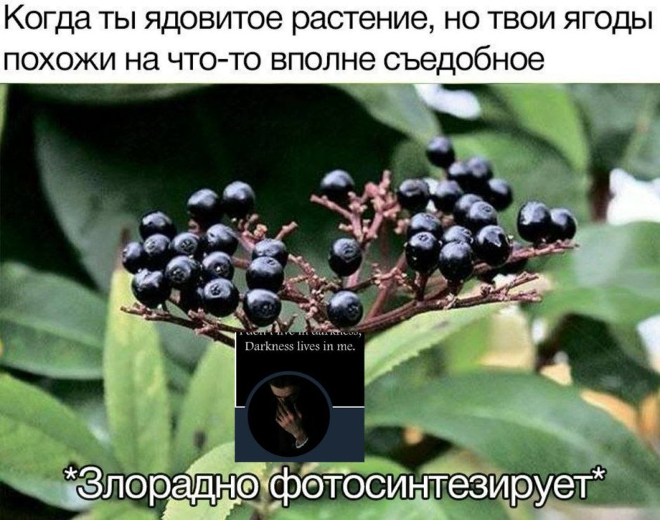 Ядовитые ягоды Бузина черная