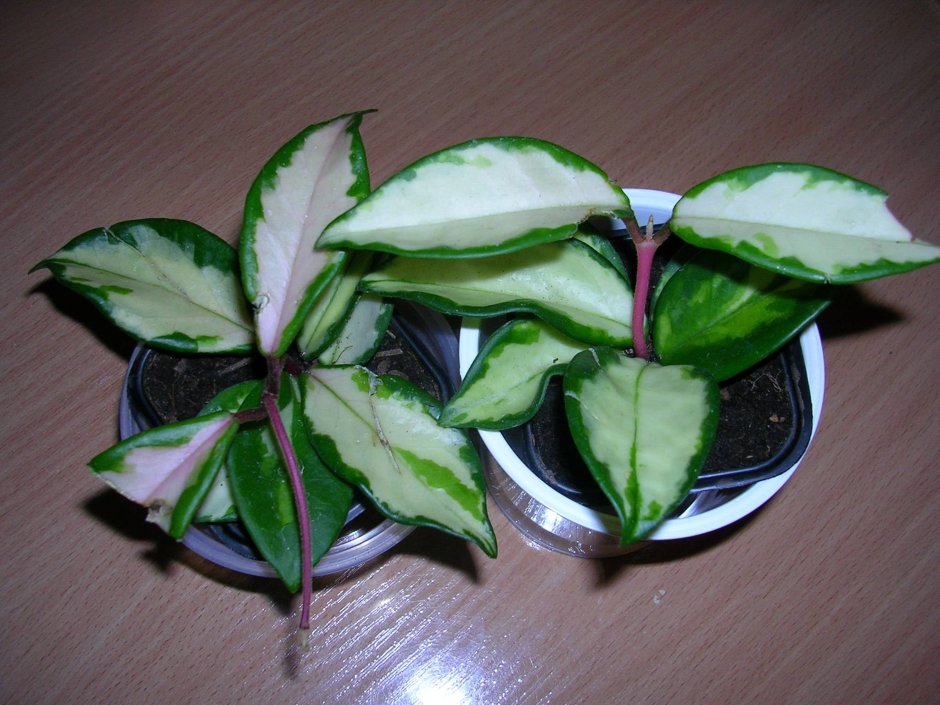 Hoya wayetii Tricolor/Хойя Вайети Триколор