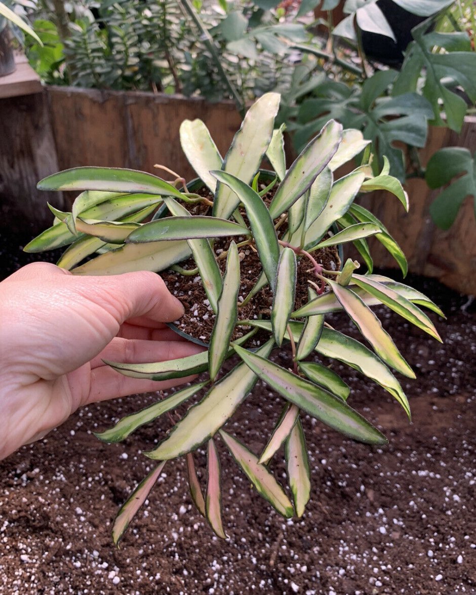 Hoya kentiana variegata