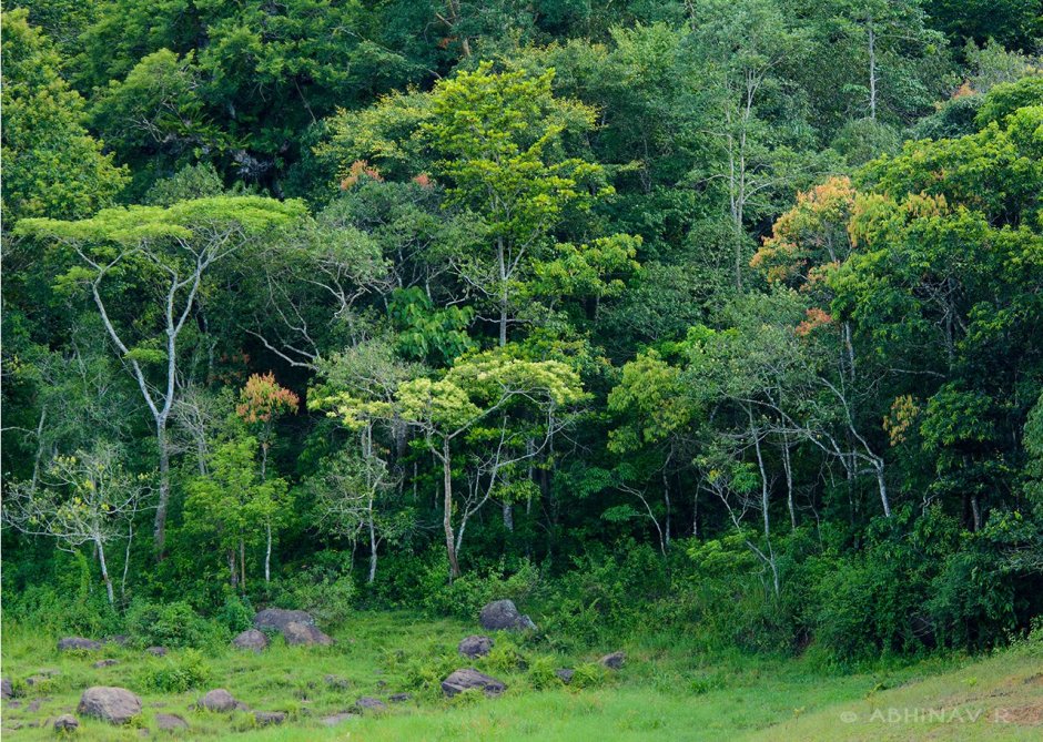 Жестколистные вечнозеленые леса Австралии