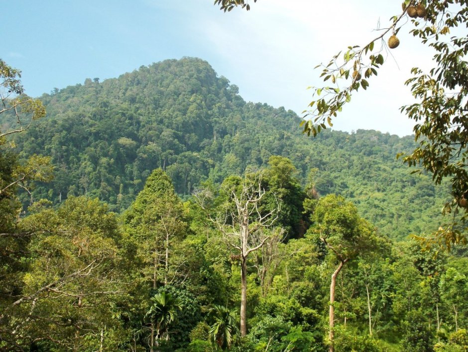 Субтропические жестколистные леса