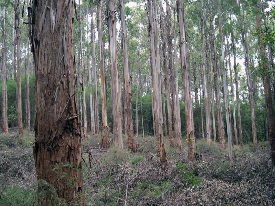 Жестколистные вечнозеленые леса Австралии