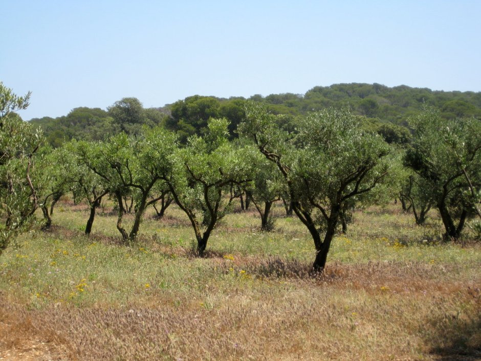 Жестколиственные вечнозелёные леса Испания