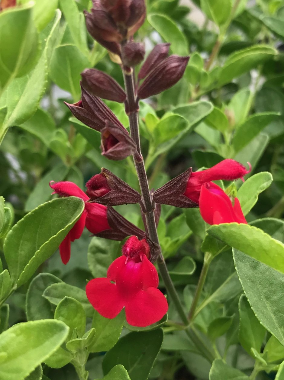 Шалфей Грегга (Salvia greggii)