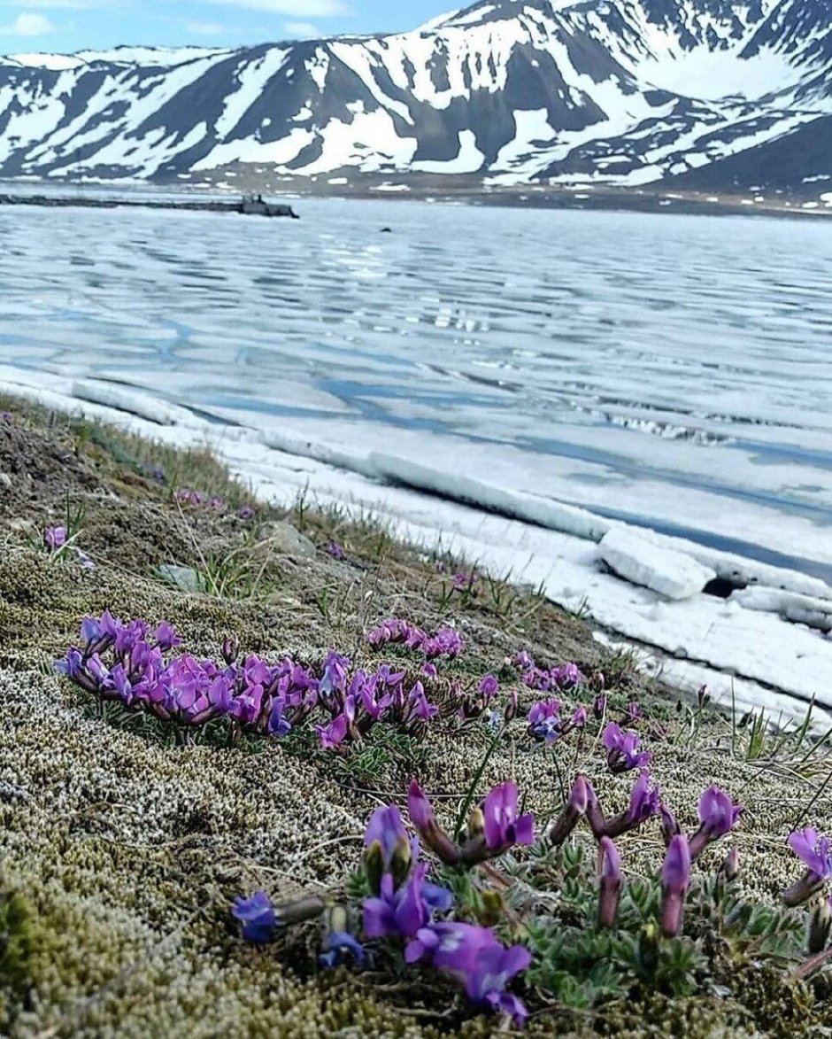 Растительность арктических пустынь в России