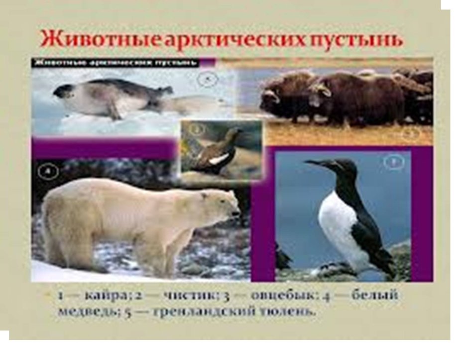 Животные из красной книги арктических пустынь