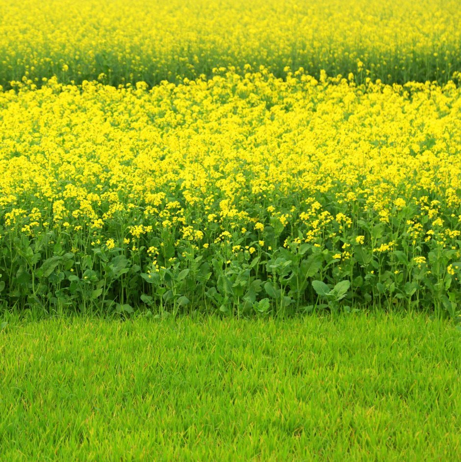 Желтый сорняк в поле