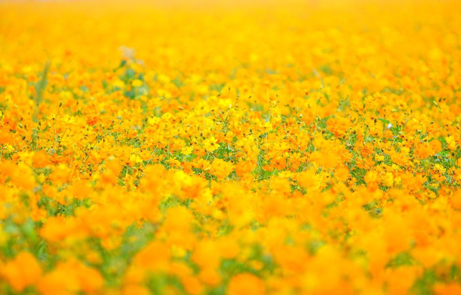 Поле желтых цветов