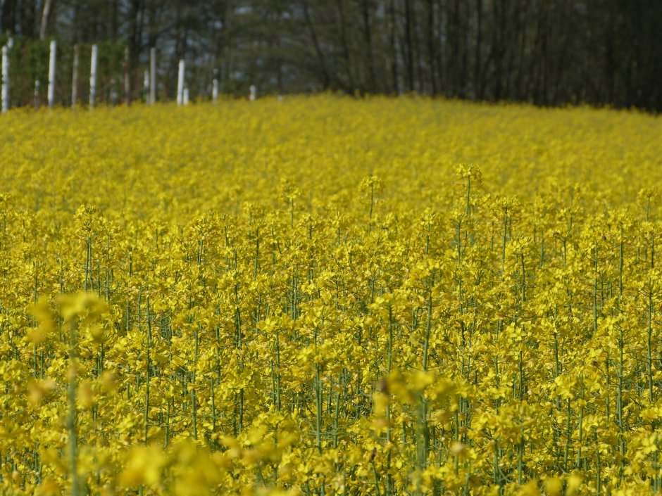 Желтые цветы на полях