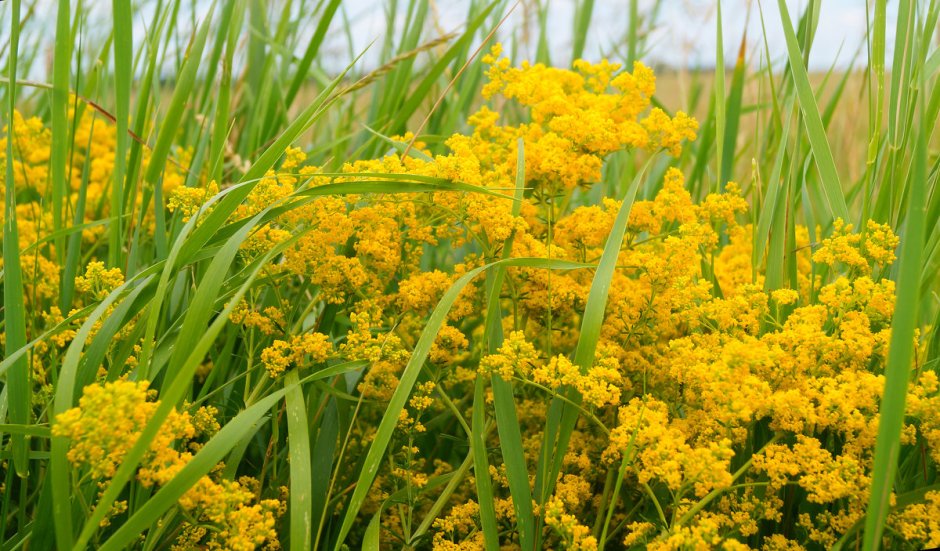 Желтая кашка полевой цветок