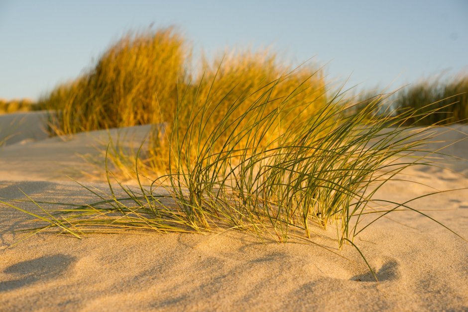 Растительность на песке