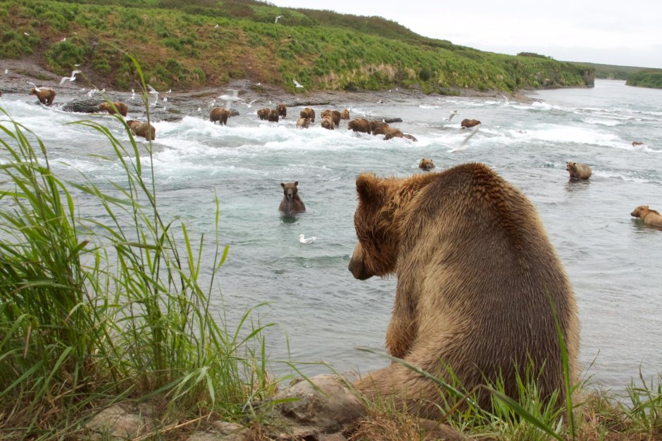 Аляска медведи на рыбалке