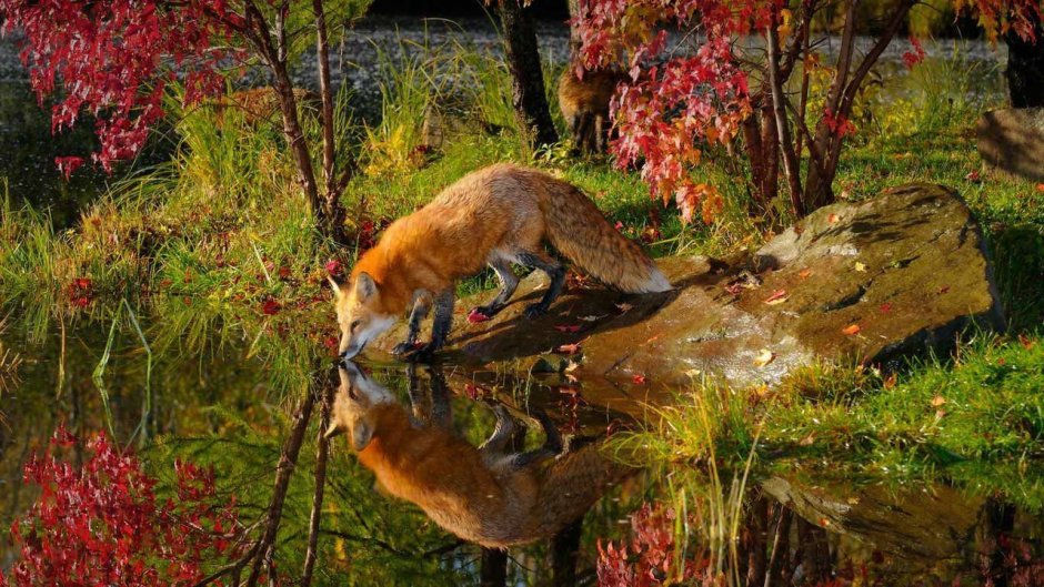 Животные осенью в лесу