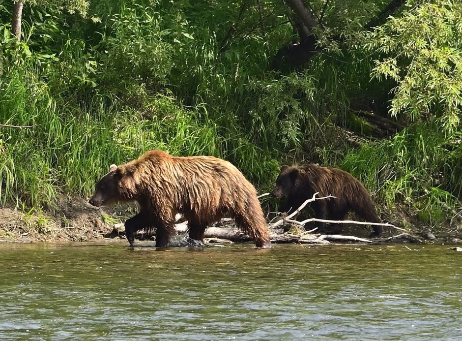 Камчатка медведи на рыбалке