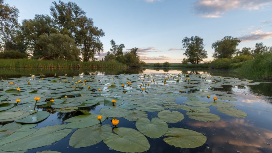 Лотосовое озеро Курская область