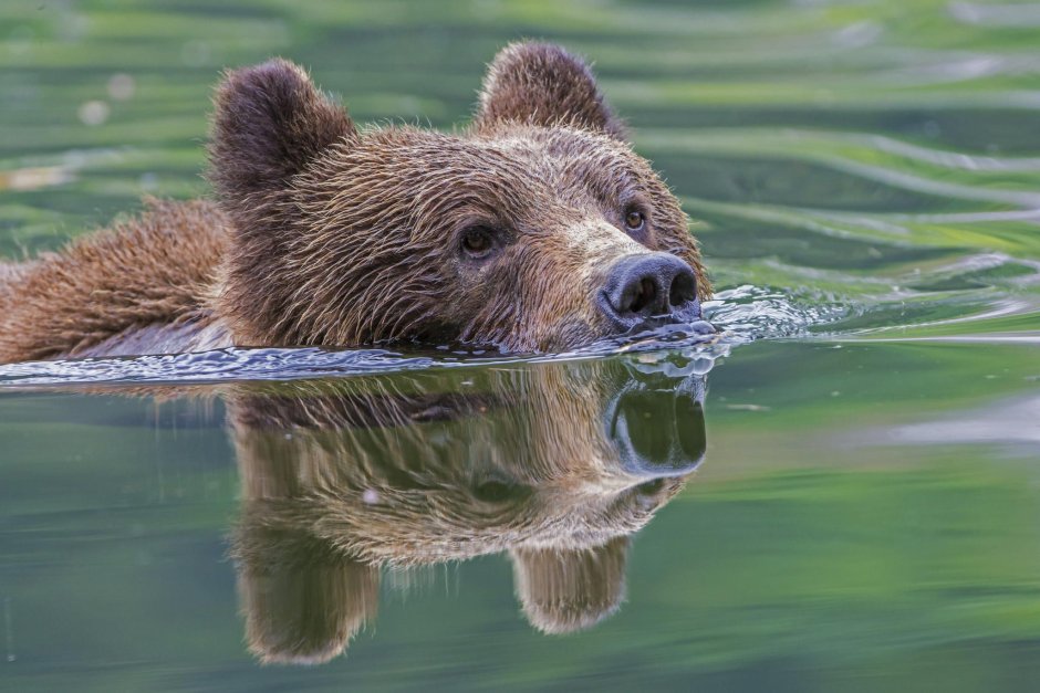Бурый медведь плавает