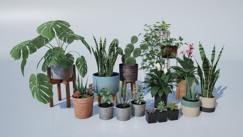 Комнатные растения коллаж