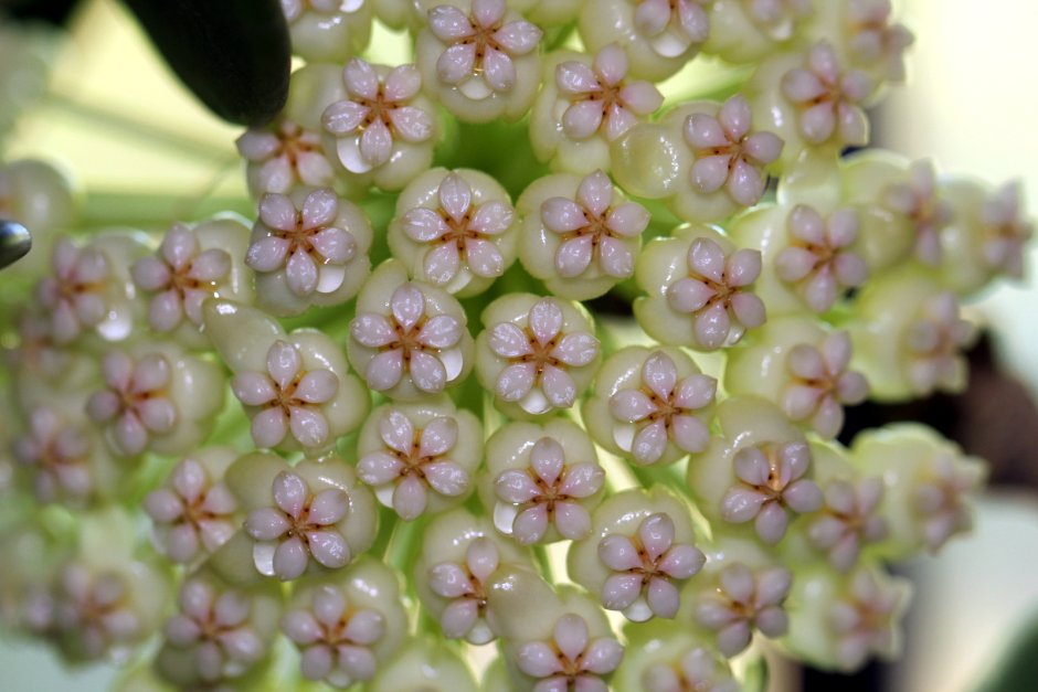 Hoya pachyclada albomarginata