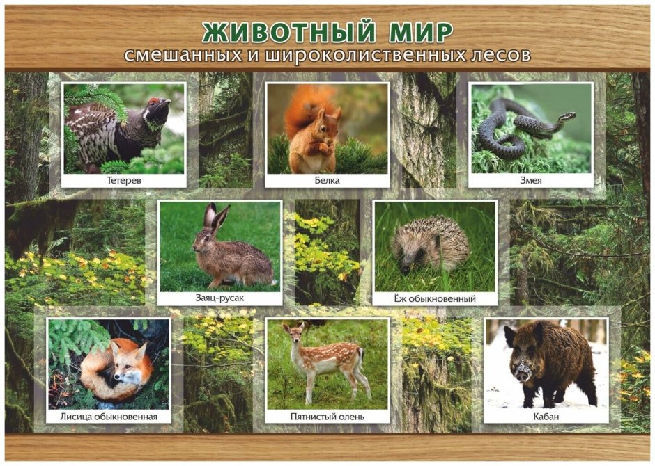 Животные смешанных лесов и широколиственных лесов в России