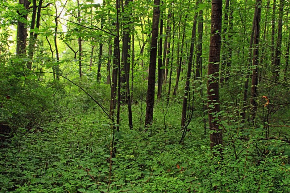 Сосновый и широколиственный лес
