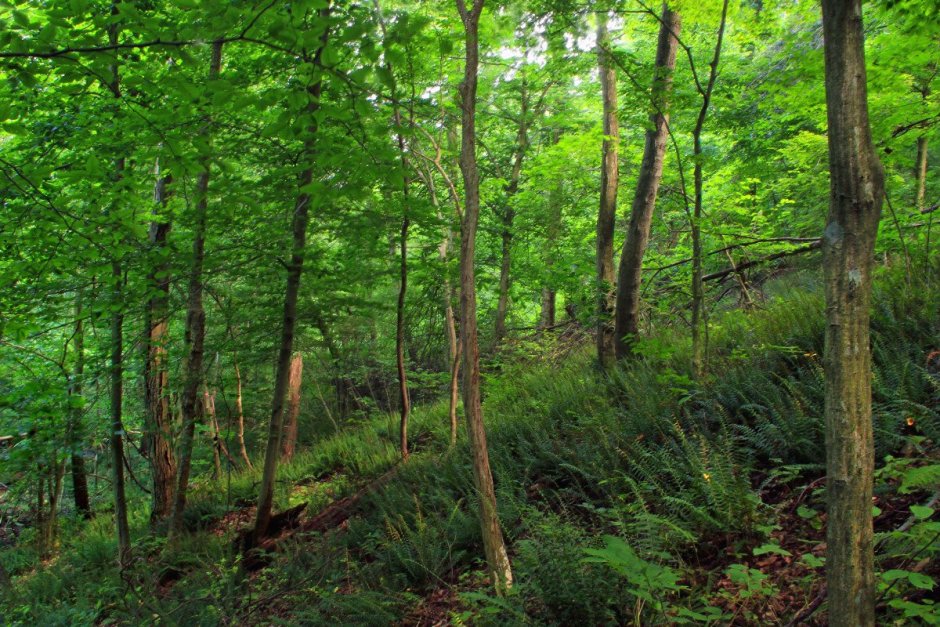 Широколиственные леса широколиственные леса