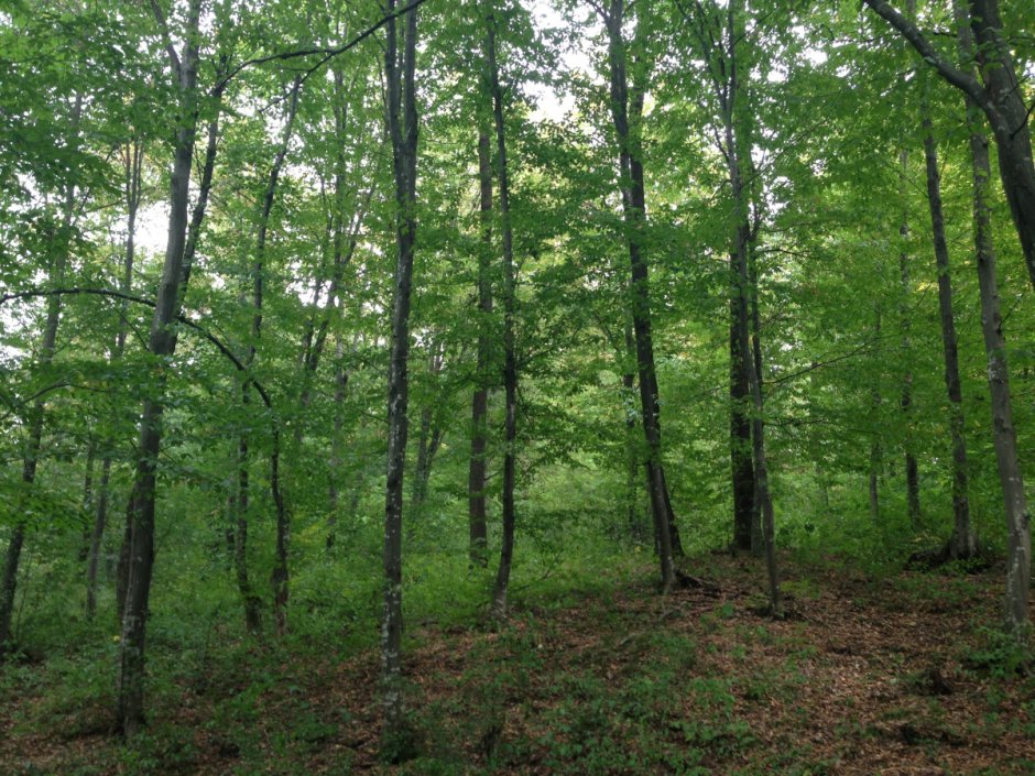 Национальный парк «Башкирия» широколиственные леса.