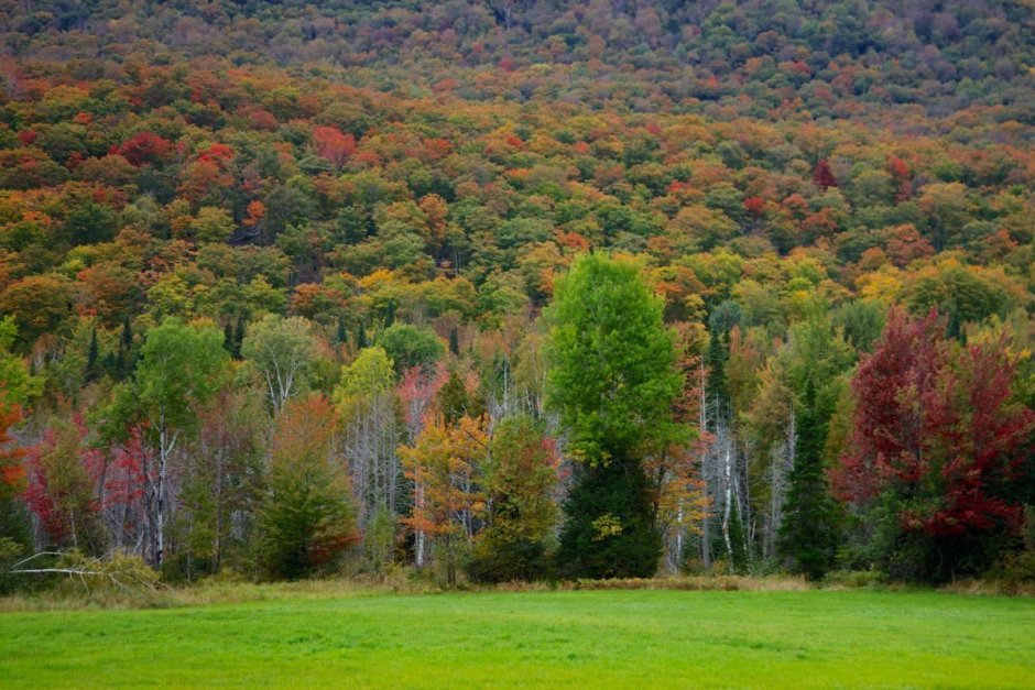 Штат Вермонт лес