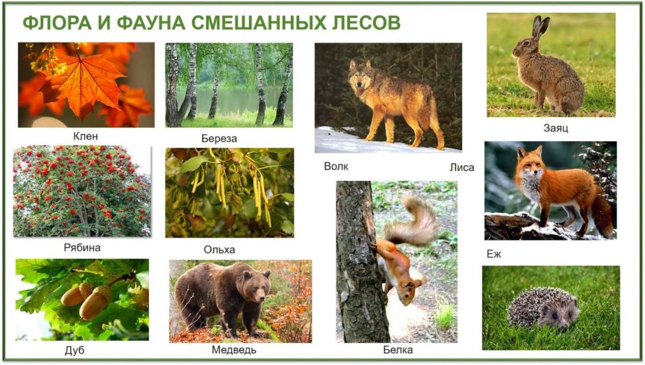 Фауна смешанных и широколиственных лесов России