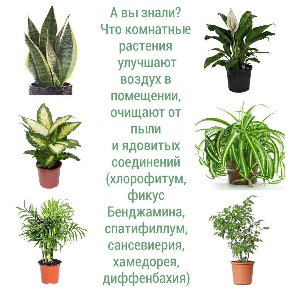 Опасные комнатные растения