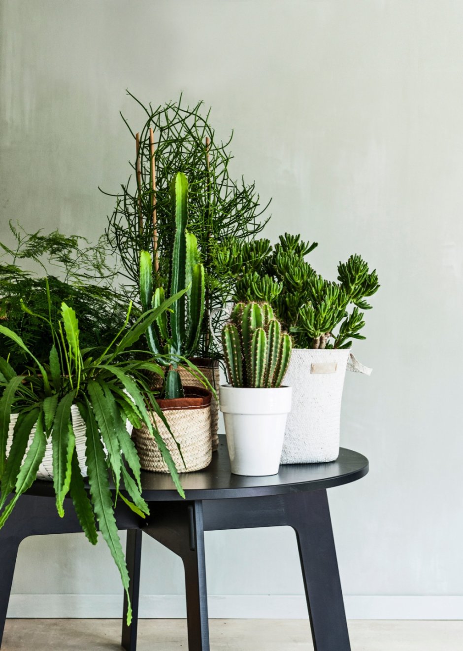 Комнатные растения на столе