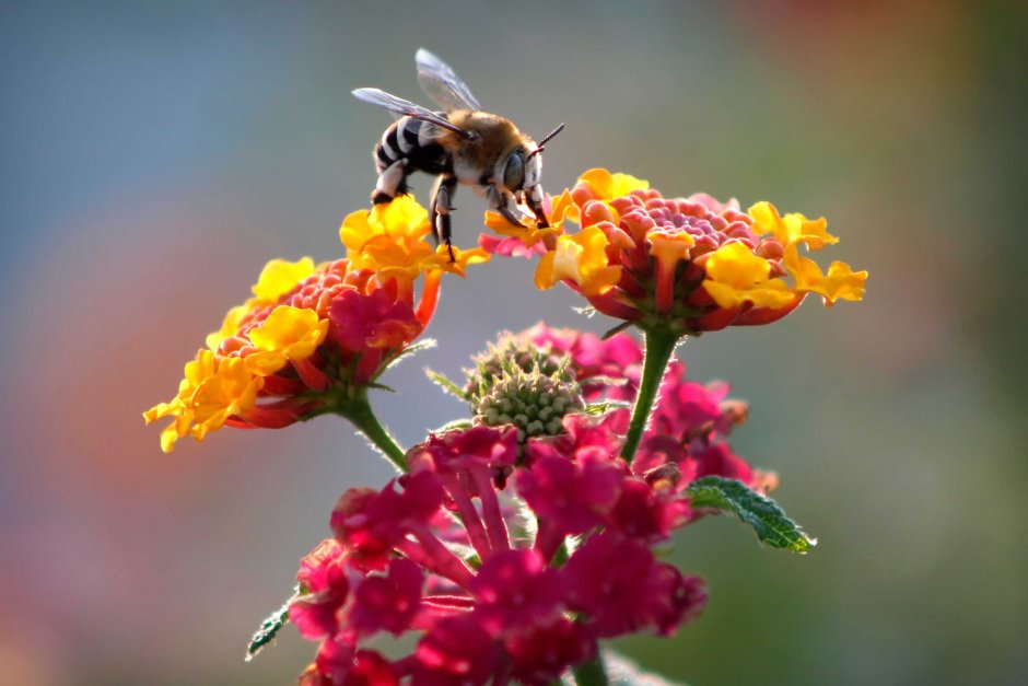 Насекомые опылители пчела