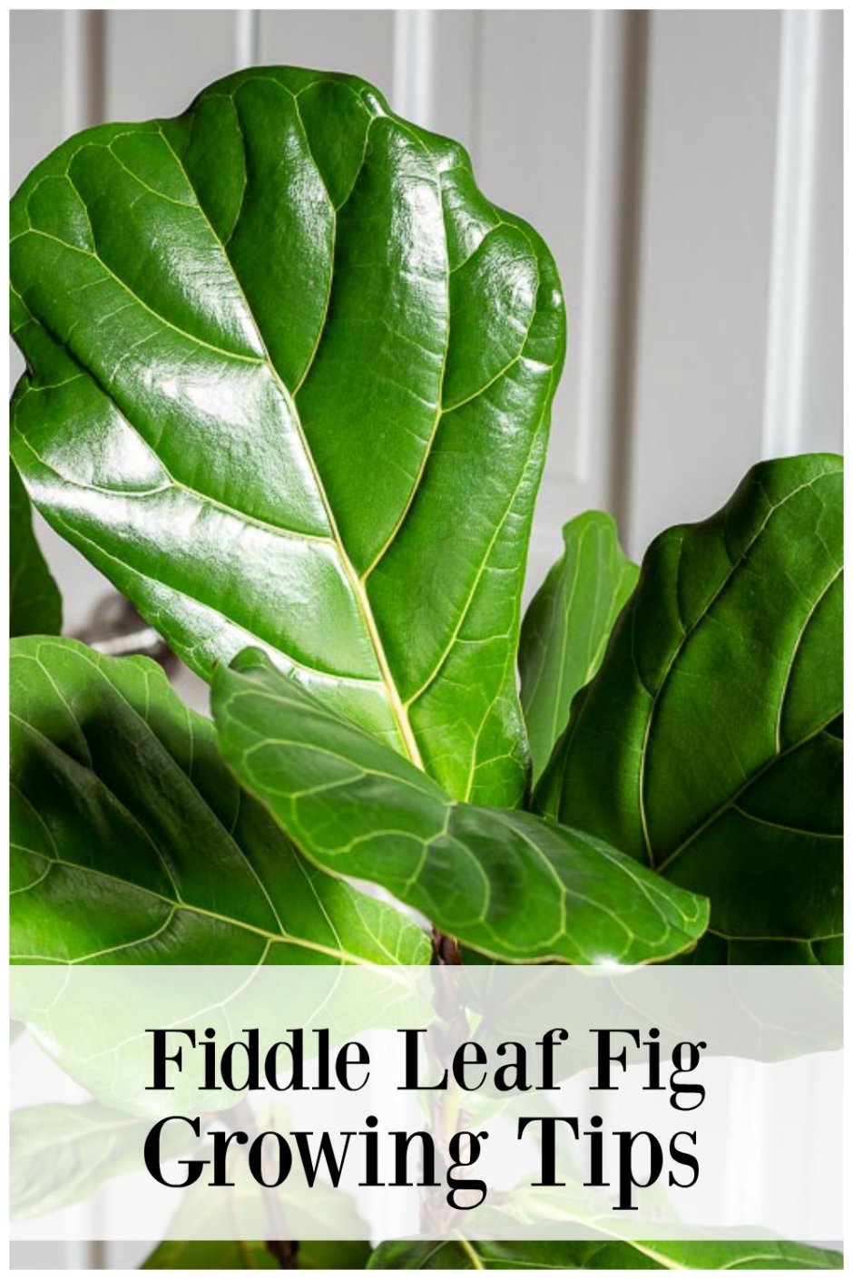 "Fig Leaf" պօսիտիօն